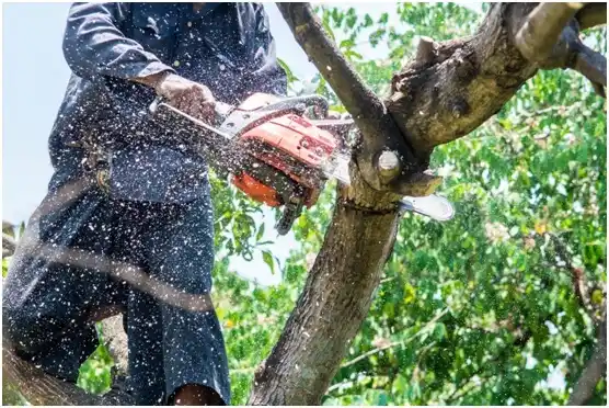 tree services Tivoli